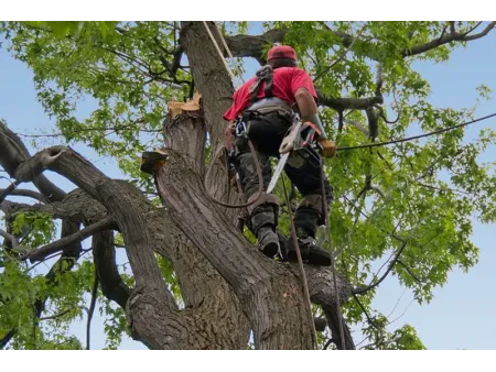 Élagage des Arbres