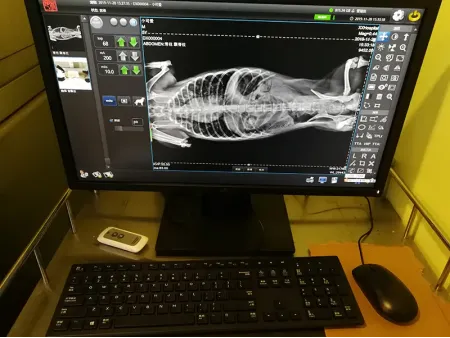 Système de radiographie vétérinaire SHO-PX/Appareil de radiologie vétérinaire SHO-PX