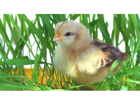 ESSENTION™ Ester éthylique de l'acide β-apo-8'-caroténoïque